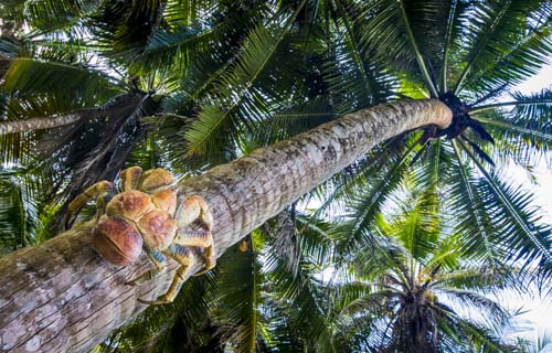 christmas island photo tour example 11